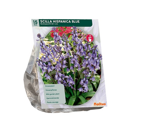 Scilla hispanica blauw 15st