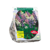 Scilla hispanica mix 15st