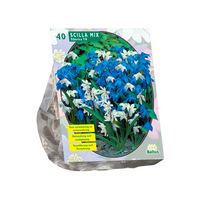 Scilla siberica mix 40st