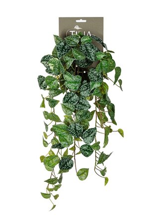 Scindapsus hanger l60cm grn header