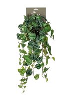 Scindapsus hanger l60cm grn header