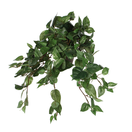 Scindapsus hangpot l45b25h25cm grn