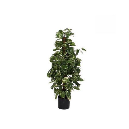 Scindapsus in pot d45h110cm groen