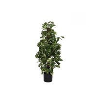 Scindapsus in pot d45h110cm groen
