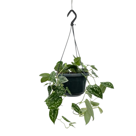 Scindapsus pictus 'Argyraeus' pot 15 cm