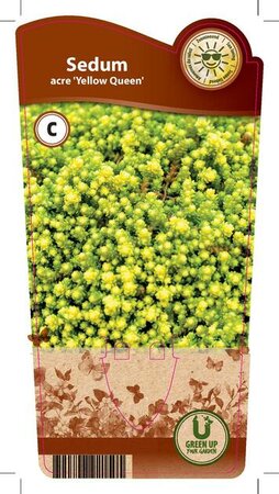 Sedum acr. 'Yellow Queen'