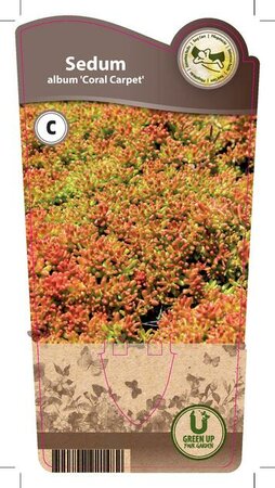 Sedum alb. 'Coral Carpet'