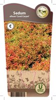 Sedum alb. 'Coral Carpet'