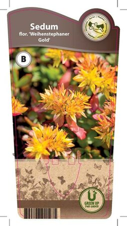 Sedum flo. 'Weihenstephaner Gold'