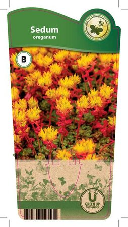 Sedum oreganum