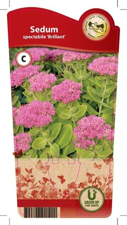 Sedum spe. 'Brillant'