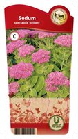 Sedum spe. 'Brillant'