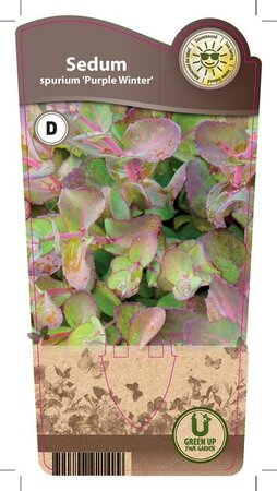 Sedum spu. 'Purper Winter'