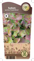 Sedum spu. 'Purper Winter'