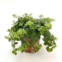 Sedum tornado. pot 12cm