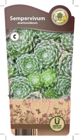 Sempervivum arachnoideum