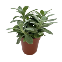 Senecio cephal. Mountain Fire pot 12cm