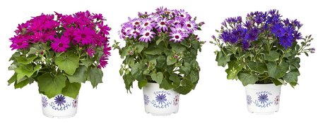 Senecio CR Senetti mix P15
