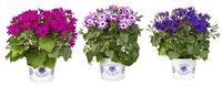 Senecio CR Senetti mix P15