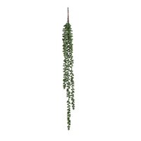 Senecio hang l71d5cm groen (Zijde-plant)
