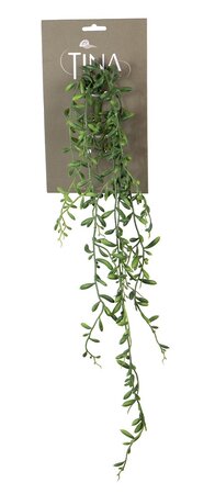 Senecio hanger l60cm grn header