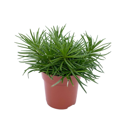 Senecio himalaya pot 10.5cm