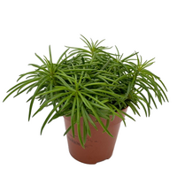 Senecio himalaya.pot 12cm