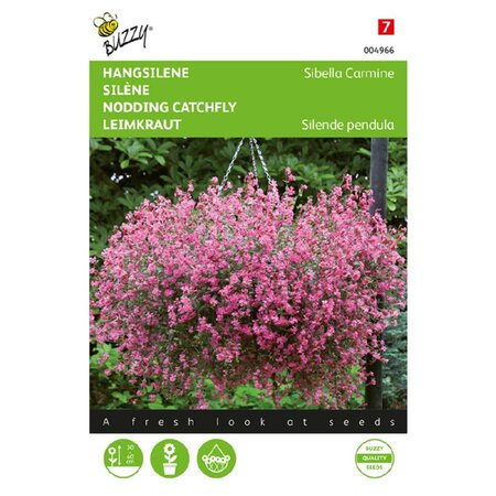 Silene sibella carmine 25zdn - afbeelding 1