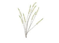 SILK CAMPANULA CREAM 9 SINGLE STEM 146CM