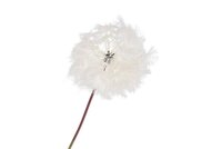 SILK DANDELION WHITE 91CM