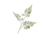 SILK FERNMAIDEN FOREST GREEN 87 CM