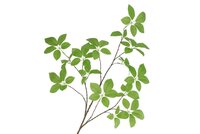 SILK LEAF ELDER GREEN 124CM