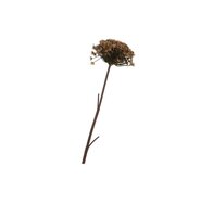 SILK OLD HERACLEUM BROWN SINGLE STEM 96CM