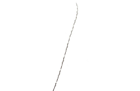 SILK WILLOW CATKINS WHITE 152CM