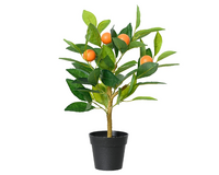 Sinaasappelboom in pot l24b17h43cm