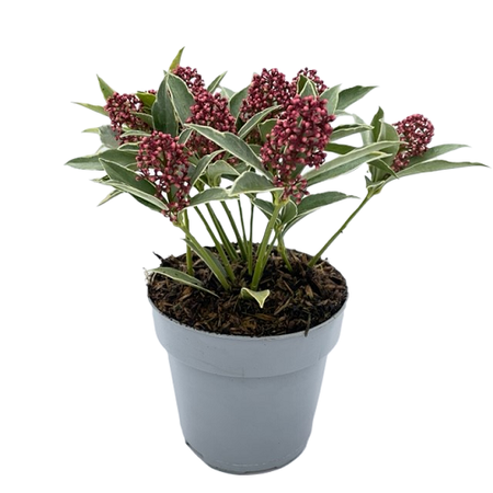 Skimmia japonica marlot pot 13 cm