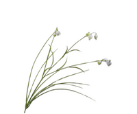 Sneeuwklokjetak l70cm creme