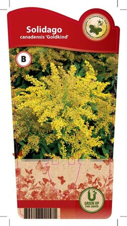 Solidago 'Goldkind'