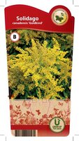 Solidago 'Goldkind'