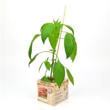 Spaanse Peper - afbeelding 1
