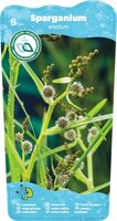 Sparganium erectum - afbeelding 2