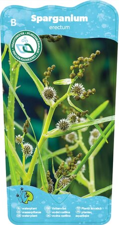 Sparganium erectum - afbeelding 1