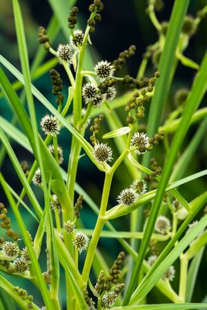 Sparganium erectum - afbeelding 1