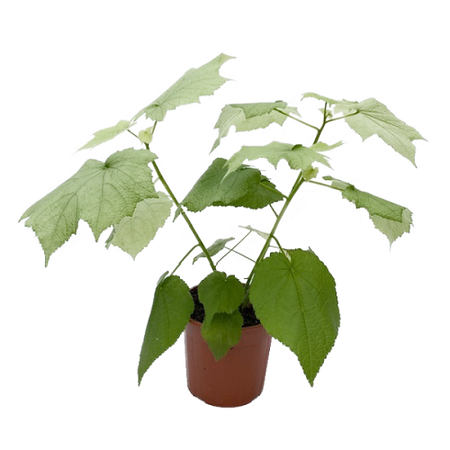 Sparmannia africana pot 17 cm