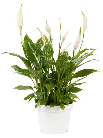 Spathiphyllum  'Bellini'