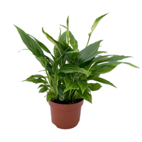 Spathiphyllum 'Chopin'