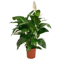 Spathiphyllum 'Sweet Lauretta'
