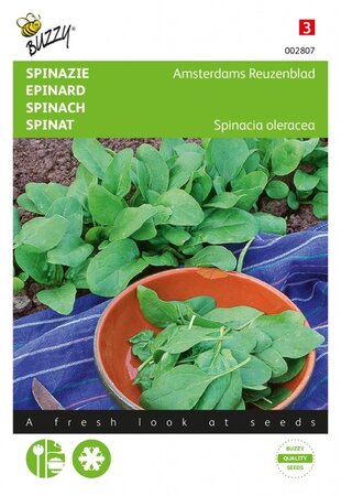 Spinazie amsterdams reuzenblad - afbeelding 1