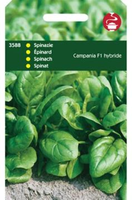 Spinazie campania f1 hybride 50g - afbeelding 4
