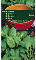 Spinazie securo wolfresistent 250g - afbeelding 3